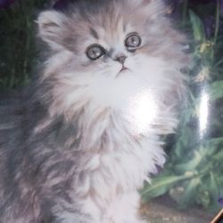 Purrrfection Kitty Plate 