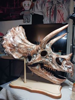 Triceratops, dinosaur fossils, skulls 3d printed 15x13  hand painted with display stand
