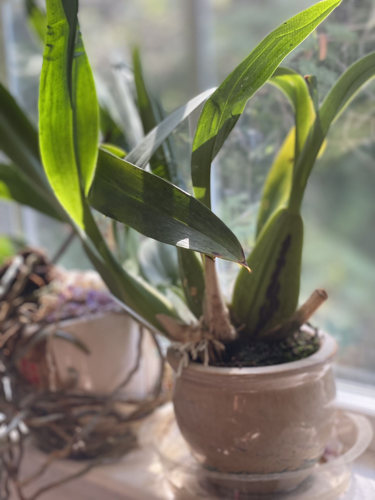 Chocolate Scent Orchid Flower Pot Flowering 