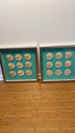 Sea Urchin Shadow Box Wall Hangings