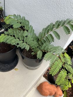 Healthy Tamarin Plant