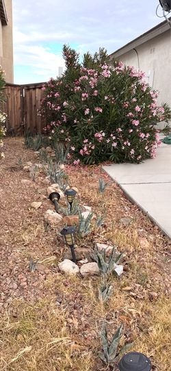 Agave Plants