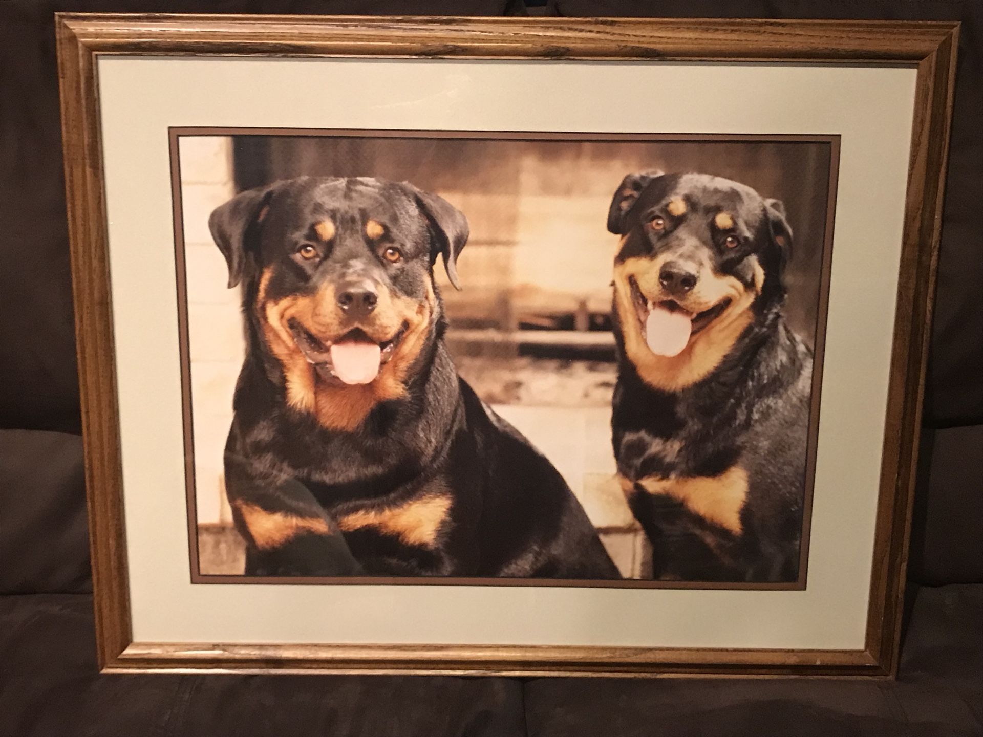 Large Rottweiler Puppy Dog Picture