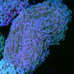 Ultra Bicolor Hammer 