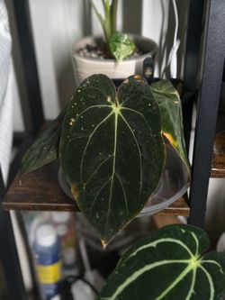 Anthurium BVEP x Carla