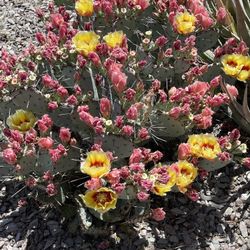 Blue/Purple Prickly Pear Cuttings!