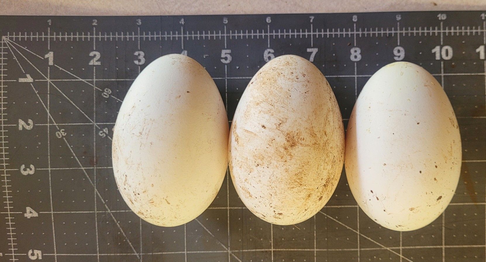 Duck, Turkey And Goose Eggs for Sale in Elma, WA OfferUp