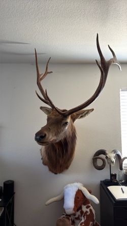 Elk shoulder mount