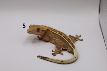 Crested Geckos
