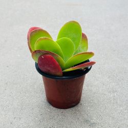 Succulents plants 🪴