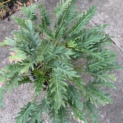 Philodendron Xanadu Plant 