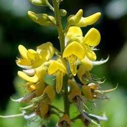Yellow Necklacepod Plant 10 Seeds 
