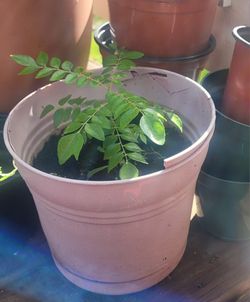 Curry Leave Plant