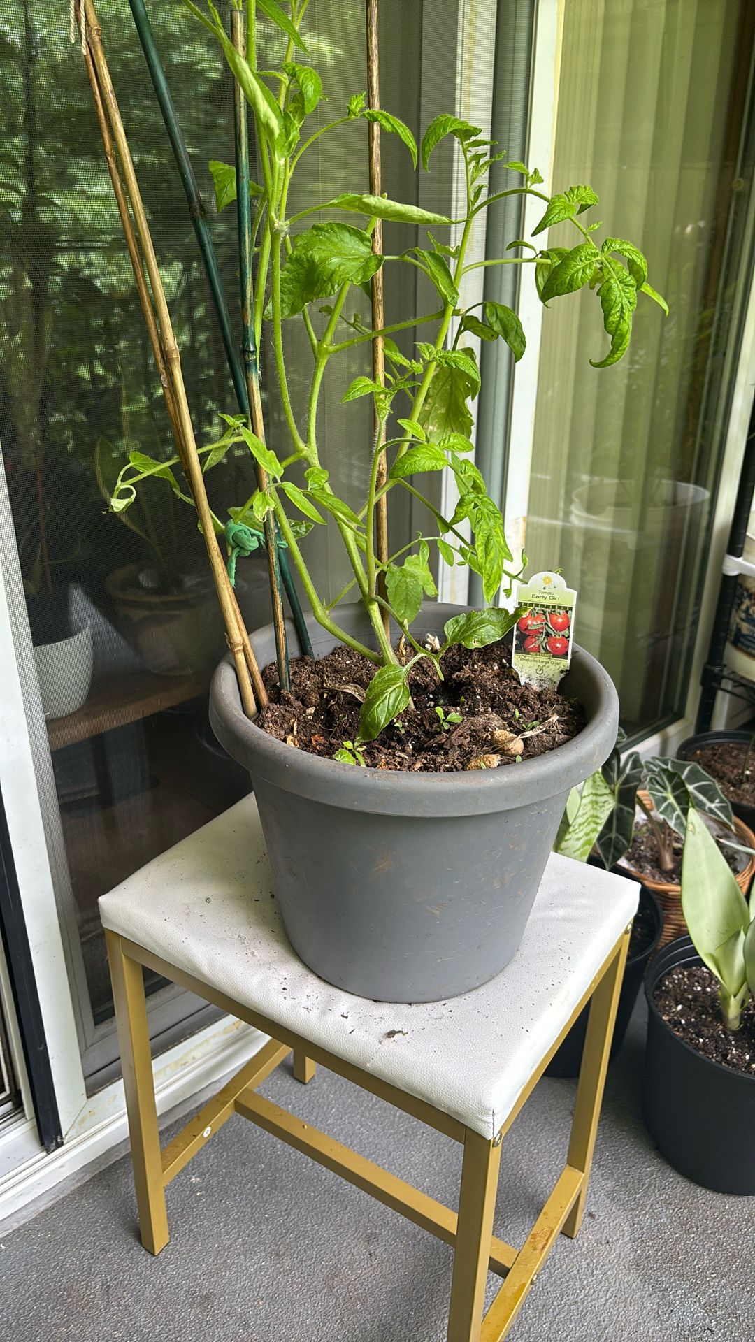 Tomato Plant