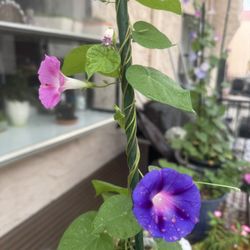 🌺 Flores De Guerrero 