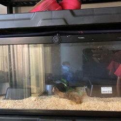 Reptile Tank Comes With Everything You See In It 
