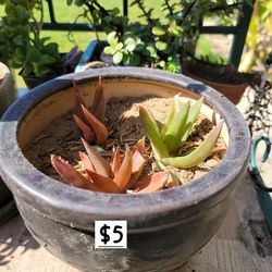 Aloe succulent plant