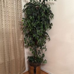 Decorative Tall Plant