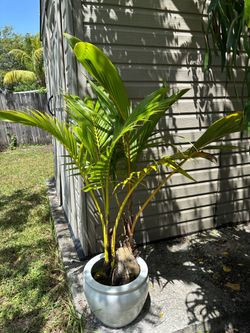 Two coconuts Palm Trees 5 feet tall