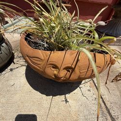 Sun Terracotta Pot With Spider plant 