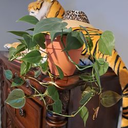 Philodendron Vine House Plant 