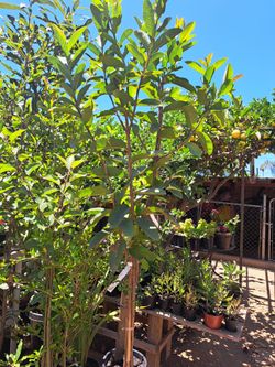 arbol