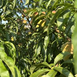 Organic Fresh Picked Peaches 