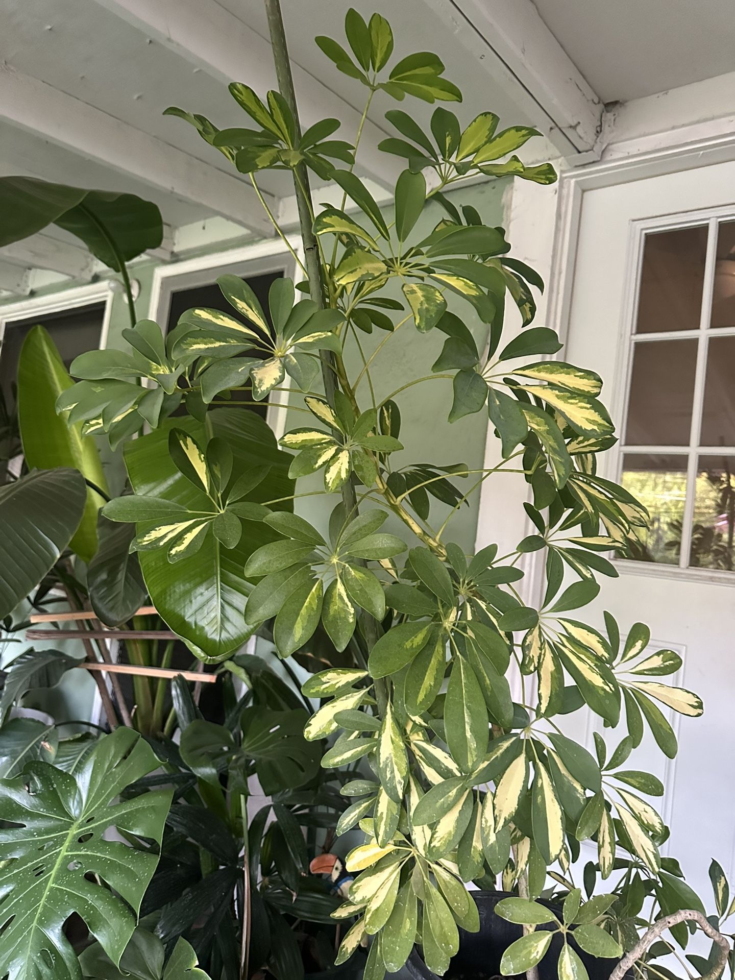 Umbrella Plant