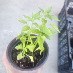 plantas de chile de árbol 