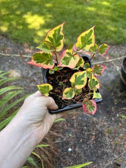Rainbow Plant 5” Pot. Sammamish, Beaver Lake 