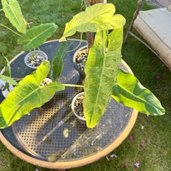 A Few More Left! 🌿 HUGE Tropical Plant Purge & Sale! 🌿