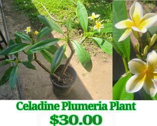Celadine plumeria Plant