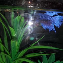 5 Gallon Beta Tank With Accessories