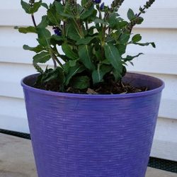 Lavender (Salvia)