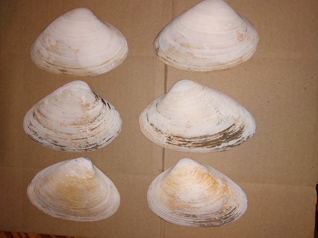 Natural Revere Beach Clam Shells