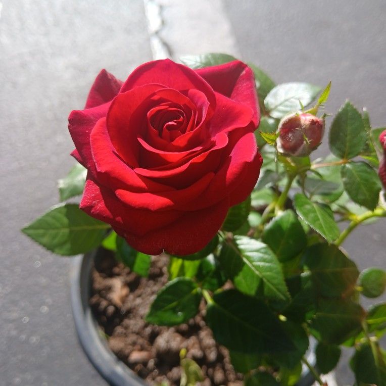 Roses Plants For Sale 😃🌿⚘️⚘️🌷🌷