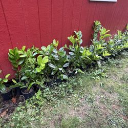 Laurel Bushes (50 Total)