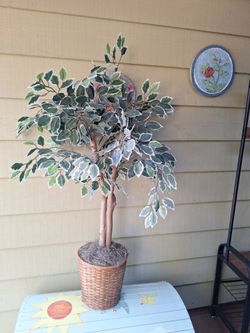 5 ft Tall Silk Tree in the pot