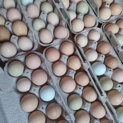 Chicken Eggs 