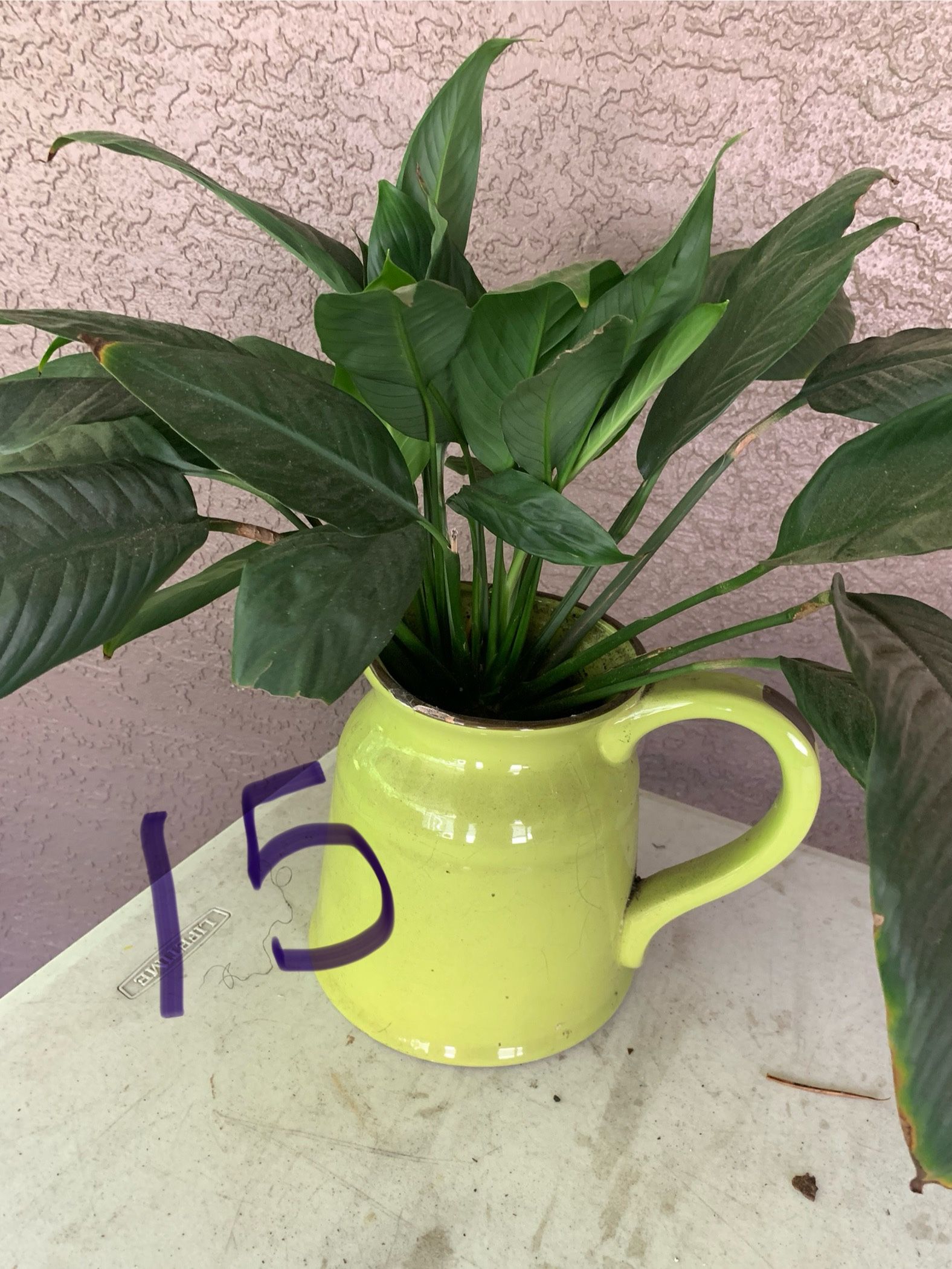 Plants - See Pics And Prices 