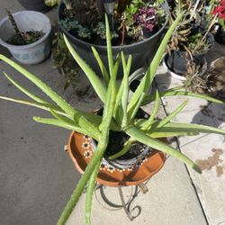  Aloe vera Plant