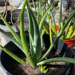 Aloe Vera For Sale Savila Para Venta
