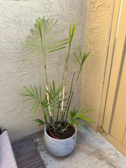 Medium Indoor/Outdoor Palm Plant