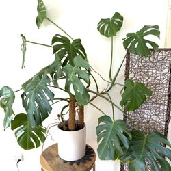 Large live Monstera indoor plant in a ceramic pot