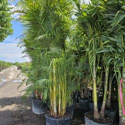 crhistmas Palms Adonidias double  triple all sizes available staring  $75 