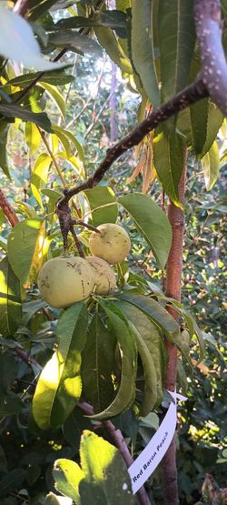 Fruit trees 🍑