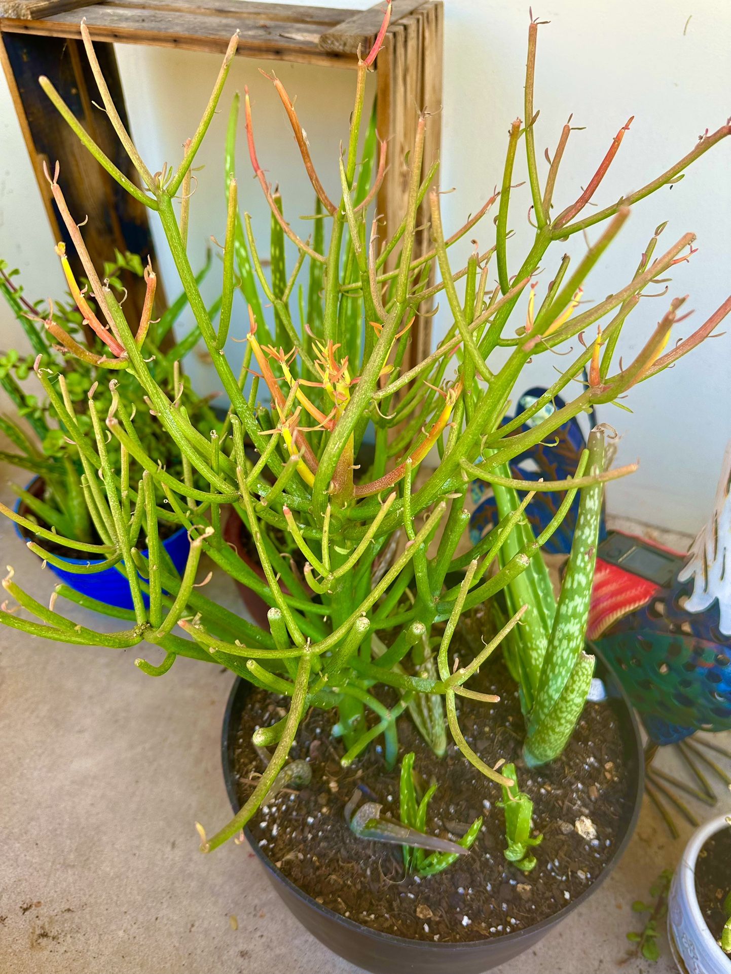 Fire Stick Plant With Aloe Vera