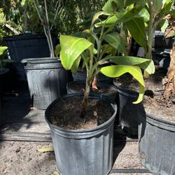 Ice Cream banana Plant