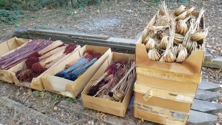 Dried preserved flowers