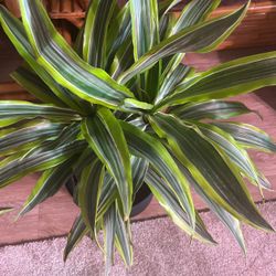 Life House Plants 🪴 Lime 🍋‍🟩 Dracaena 18” 